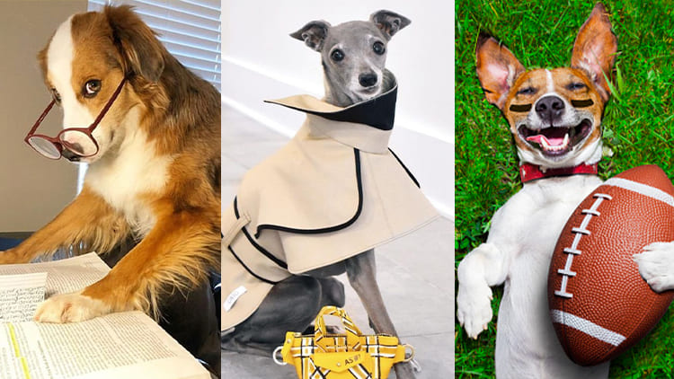 Don't underestimate pets, in their worlds, they also have their own social roles, 8 details, take you a glimpse of their career potential.